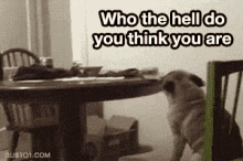 Who Do You Think You Are GIF - Dog Puppy GIFs