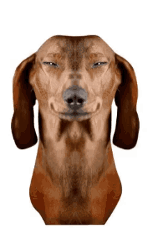 weird dog doge dog hotdog dachshund