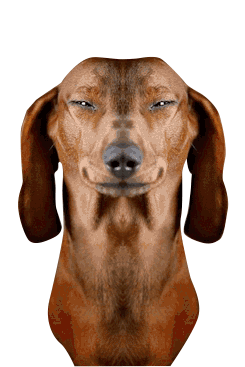 Weird Dog Doge Sticker - Weird Dog Doge Dog Stickers