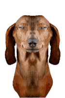 Weird Dog Doge Sticker - Weird Dog Doge Dog Stickers