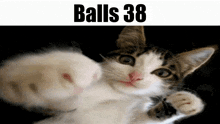 Balls Balls 38 GIF - Balls Balls 38 Cat GIFs