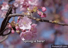 Spring In Japan GIF - Sakura Spring April GIFs