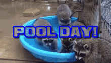 Pool Day Fun Day GIF - Pool Day Fun Day Raccoons GIFs