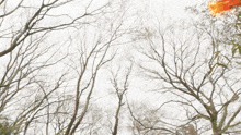trees without leaves against a white sky