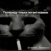 a black and white photo of a cat smoking a cigarette with a foreign language caption