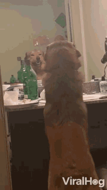 Looking At The Mirror Reflection GIF - Looking At The Mirror Reflection Shocked GIFs