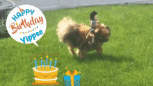 Happy Birthday Yippee GIF - Happy Birthday Yippee Dog GIFs