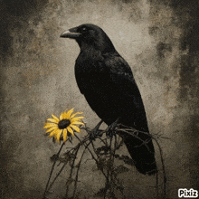 a black bird perched on a branch next to a yellow flower with pixiz written on the bottom