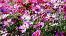 魅力新社花海 Charming Sea Of Flowers In Xinshe GIF - Charm魅力 GIFs