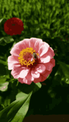 Bee Flowers GIF