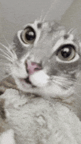 a close up of a cat with a surprised look on its face and a cookie in its mouth