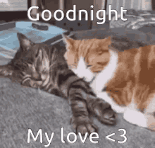Goodnight Goodnight My Love GIF - Goodnight Goodnight My Love Goodnight My Love Cats GIFs
