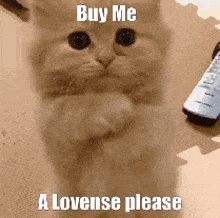 a cat is standing on its hind legs with the words buy me a lovense please