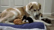 Dogs Kittens GIF - Dogs Kittens Mommy GIFs
