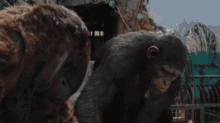 Apes Together Strong Apes Alone Weak GIF