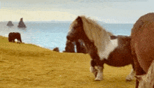 a group of horses are standing on a hill near the ocean .
