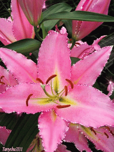 Ra575 Pinks GIF - RA575 Pinks Flower Pink - Discover & Share GIFs