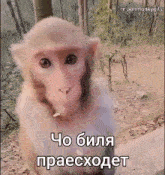 пон Monkey GIF - пон Monkey Pon GIFs