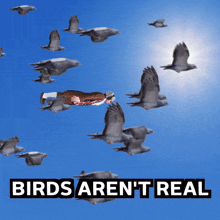 Benjammins Birds Arent Real GIF - Benjammins Birds Arent Real Birds Are Fake GIFs