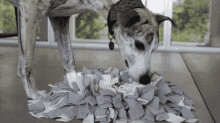 Snuffle Sniffing GIF - Snuffle Sniffing Smell GIFs