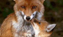 Fox Kiss GIF - Fox Kiss Pup GIFs