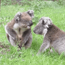 Kisses Koala GIF - Kisses Koala Koala Kiss GIFs