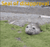 a seal with its mouth open and the caption seal of disapproval