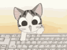 rebajas gato ordenador computadora emocion
