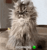 a fluffy cat is sitting on a table and looking at the camera with the words morning behind it .