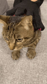Kiji Kiji Cat GIF - Kiji Kiji Cat Kiji Massage GIFs
