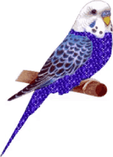 blue bird bird