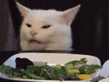 a white cat is sitting at a table with a plate of salad .
