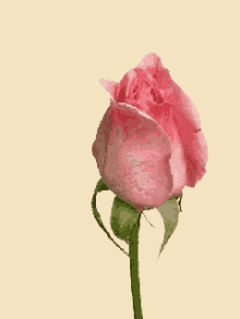 flowers rose bloom pink