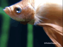 Fish Flaring GIF - Fish Flaring Larrythebetta GIFs