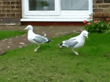 seagulls dancing