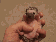 Cute Hedgehog GIF