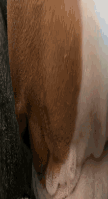 a close up of a brown and white dog