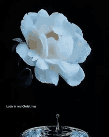 Flower Rose GIF - Flower Rose White Rose GIFs