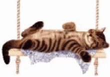 hammock kitty
