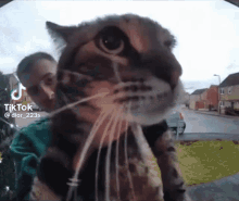 Cat Tiktok Cat GIF - Cat Tiktok Cat Doorbell Cat GIFs
