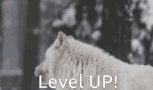 Wolf Lobo GIF - Wolf Lobo Level Up GIFs