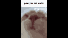 a close up of a cat 's face with its mouth open and the words `` pov : you are water '' written above it .
