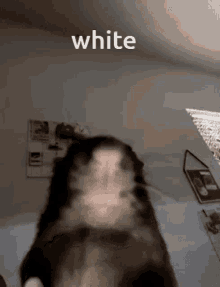 Rat White GIF - Rat White Funny GIFs
