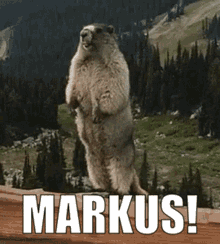 markus-marcus.gif