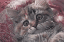 Kitten Cute Cute Kitten GIF - Kitten Cute Cute Kitten Chattitude GIFs