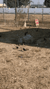 Brewer’s Blackbird Alondra Park GIF