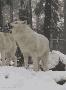 Loup GIF - Animals Wolf White GIFs