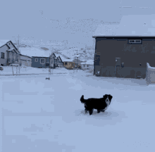 Havey Snow GIF