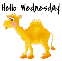 wednesday hump day motivation animated stickers