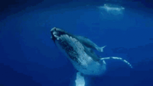 Whale Whale Sharks GIF - Whale Whale Sharks GIFs